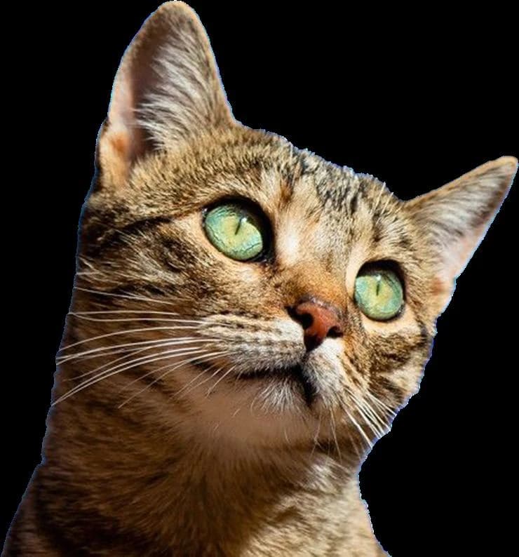 研究页中的猫咪原始素材